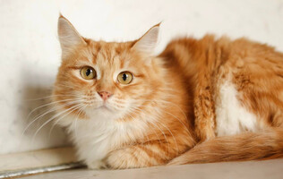 Собаки и кошки в добрые руки