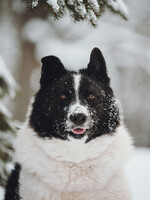 Собаки и кошки в добрые руки