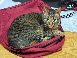 Собаки и кошки в добрые руки