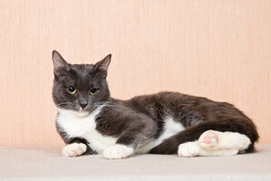 Собаки и кошки в добрые руки