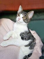 Собаки и кошки в добрые руки