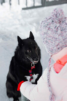 Собаки и кошки в добрые руки