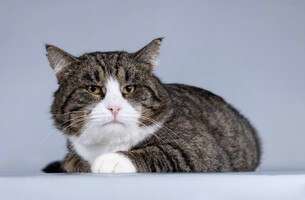 Собаки и кошки в добрые руки