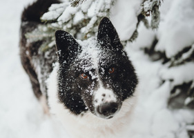 Собаки и кошки в добрые руки