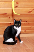 Собаки и кошки в добрые руки