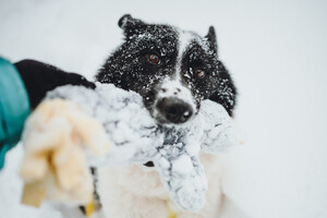 Собаки и кошки в добрые руки
