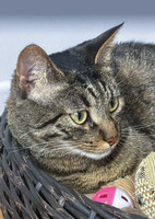 Собаки и кошки в добрые руки