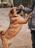 Собаки и кошки в добрые руки