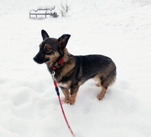 Собаки и кошки в добрые руки