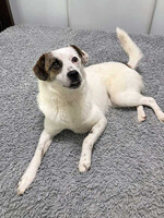 Собаки и кошки в добрые руки