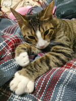 Собаки и кошки в добрые руки