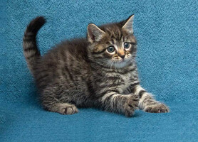 Собаки и кошки в добрые руки