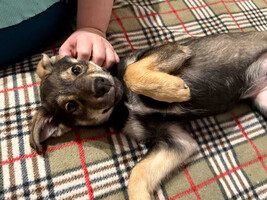 Собаки и кошки в добрые руки