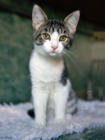 Собаки и кошки в добрые руки