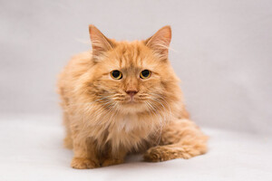 Собаки и кошки в добрые руки