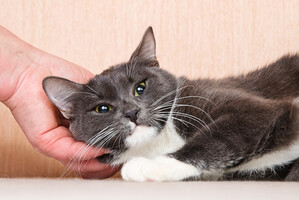 Собаки и кошки в добрые руки