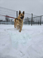 Собаки и кошки в добрые руки