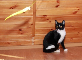 Собаки и кошки в добрые руки