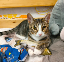 Собаки и кошки в добрые руки