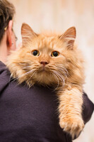 Собаки и кошки в добрые руки