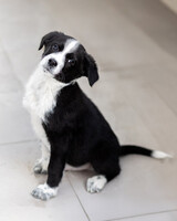 Собаки и кошки в добрые руки