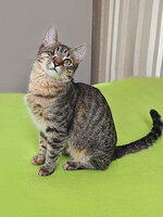 Собаки и кошки в добрые руки