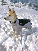 Собаки и кошки в добрые руки