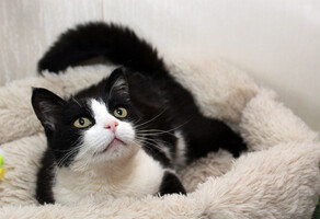 Собаки и кошки в добрые руки