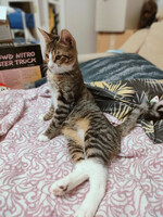 Собаки и кошки в добрые руки