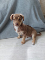 Собаки и кошки в добрые руки