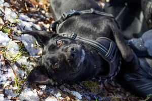Собаки и кошки в добрые руки