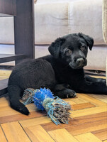 Собаки и кошки в добрые руки