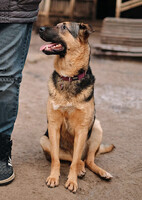 Собаки и кошки в добрые руки