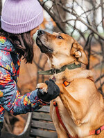 Собаки и кошки в добрые руки