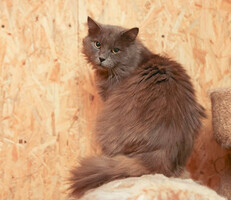 Собаки и кошки в добрые руки