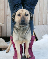 Собаки и кошки в добрые руки