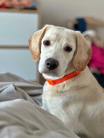 Собаки и кошки в добрые руки