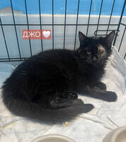 Собаки и кошки в добрые руки