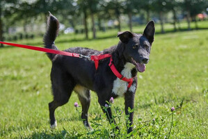 Собаки и кошки в добрые руки