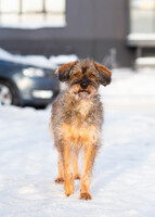 Собаки и кошки в добрые руки