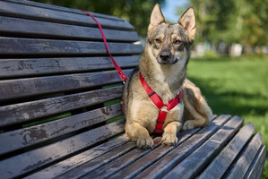 Собаки и кошки в добрые руки