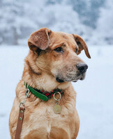 Собаки и кошки в добрые руки