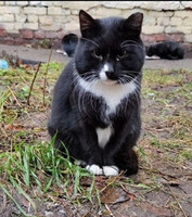 Собаки и кошки в добрые руки