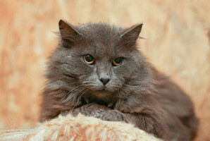 Собаки и кошки в добрые руки