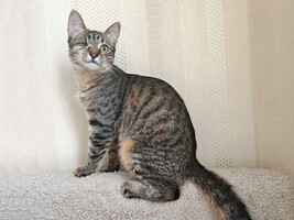 Собаки и кошки в добрые руки