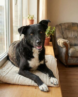 Собаки и кошки в добрые руки