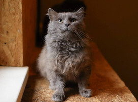 Собаки и кошки в добрые руки