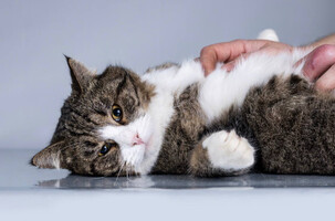 Собаки и кошки в добрые руки