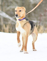 Собаки и кошки в добрые руки