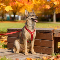 Собаки и кошки в добрые руки